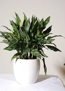 宁波江北绿植出租价格